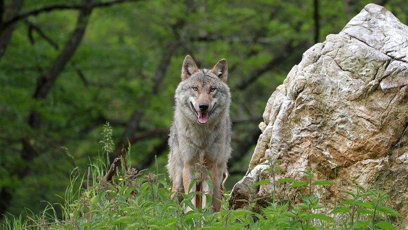 川普政府禁科羅拉多州從加拿大引進灰狼