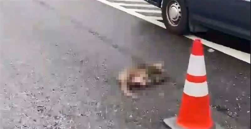猴子陳屍在車禍事故現場後方。(圖/翻攝畫面)