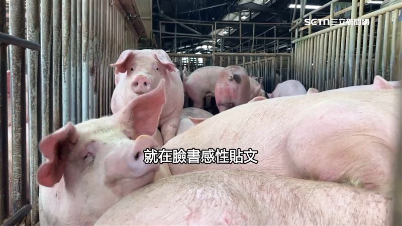 台中爆發非洲豬瘟