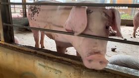 憶口蹄捶車1800。非洲豬瘟，豬隻。