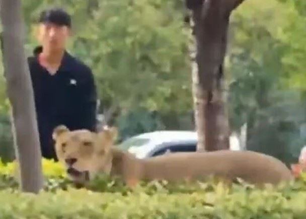 民眾將獅子堵在馬路中間的綠化帶,以防牠四處亂逃造成更大的危害。(圖/翻攝自揚子晚報)
