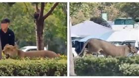 一頭獅子在安徽碭山街頭奔跑，嚇壞民眾，畫面曝光引發熱議。（圖／翻攝自揚子晚報）