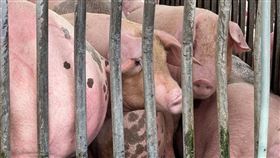 疑似非洲豬瘟引恐慌　雲林肉品市場加強清消台中市梧棲一處養豬場死亡豬隻驗出非洲豬瘟核酸陽性反應，農業部定調疑似案例。雲林縣肉品市場22日加強清消，全力配合防檢署派駐的獸醫師人員檢驗。中央社記者姜宜菁攝　114年10月22日