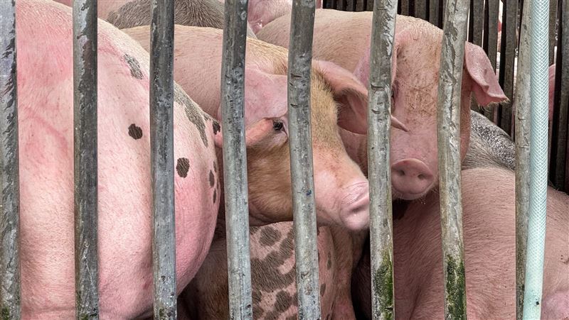 養豬場特約獸醫打臉　台中市農業局：誤植