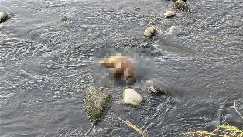 台中麻園頭溪疑現「豬屍」?環保局曝真相