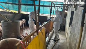 非洲豬瘟,獸醫,疑雲,通報,延誤,調查（圖／台中市府提供）