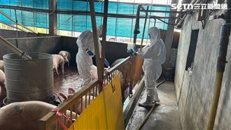 豬瘟10天空窗期惹議!市府急轉彎查2獸醫