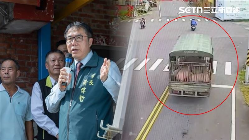 13隻豬快樂兜風,違規挨罰35萬元,豬農則喊冤不知道同場不得異地移動。(圖/翻攝畫面)