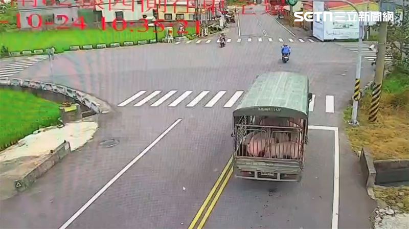 疾駛的貨車上載滿13隻豬,豬仔晃著晃著探出頭兜風,成了全台最快樂的豬。(圖/翻攝畫面)