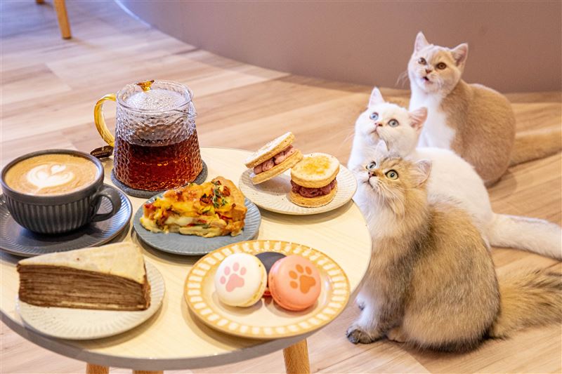 今夏必訪的超萌貓咪甜點店「擼LALA Sweets」週一至週四入住即享擼貓下午茶。(圖/飯店旅宿業者提供)