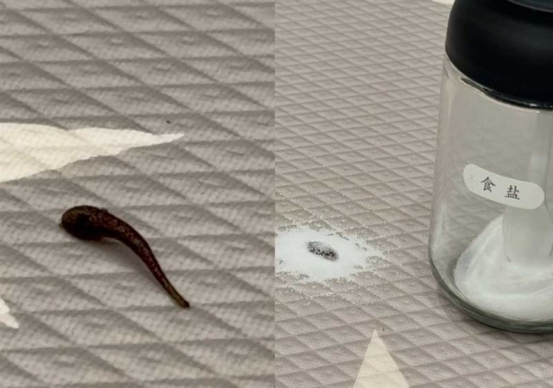 大牙家中出現巨大水蛭,嚇到花容失色連爆粗口。(圖/翻攝自IG @bigtooth)