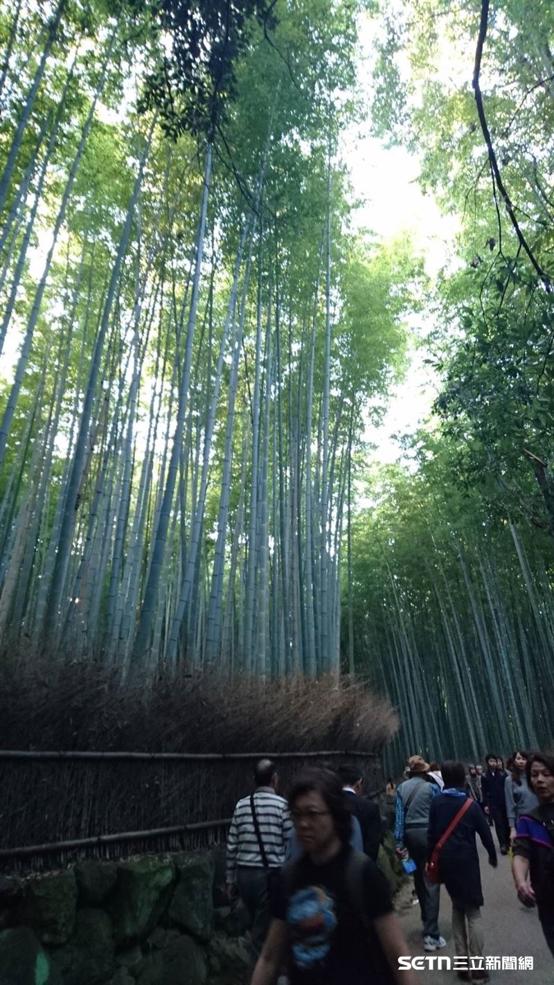 日本京都嵐山竹林小徑傳出有熊出沒。(示意圖/資料照)