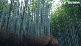 日本京都嵐山竹林小徑。（圖／資料照）
