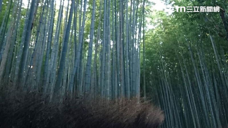 京都熊出沒！嵐山竹林小徑「2天5起通報」