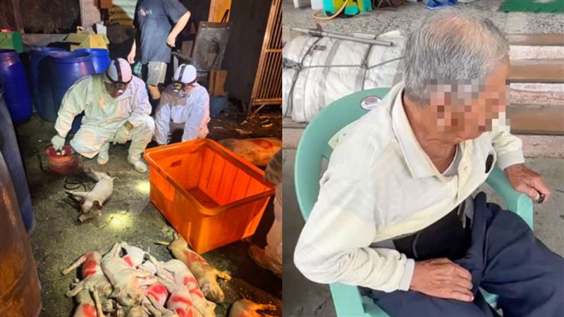 26日動保處揪出豬場聘僱的王姓獸醫「無獸醫執業執照」,陳姓老豬農認了,對方只是疫苗藥商,相識20多年。(圖/農業部提供、民眾提供)