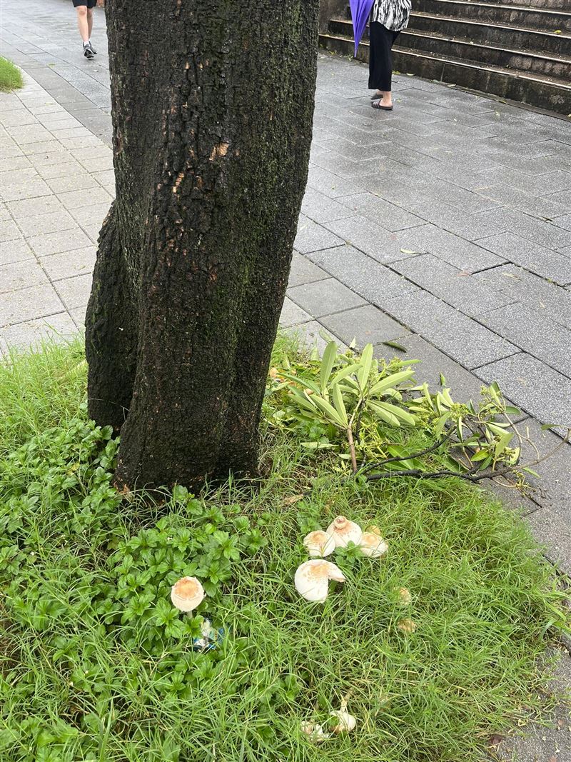 台北連日下雨,有網友昨天(26日)在臉書分享一張樹旁草堆裡長出香菇的照片。(圖/翻攝自我是東湖人臉書社團)