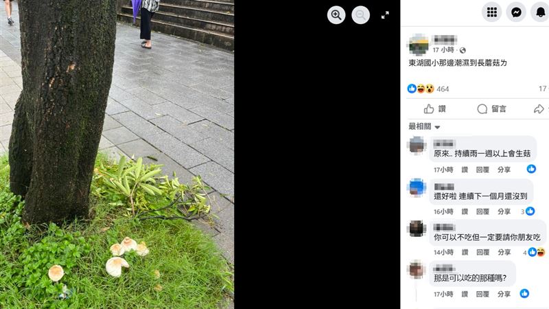 雨下近7天…快發霉!網曬台北路邊生菇照