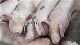 延長禁運禁宰10天　雲林養豬協會認同行政院長卓榮泰26日宣布，為防堵非洲豬瘟，提出包括延長禁運禁宰10天等5項新工作；對此雲林縣養豬協會認同中央政策，保護產業，但盼中央屆時協調市場，甚至保價收購，避免市場波動震盪。中央社記者姜宜菁攝　114年10月26日