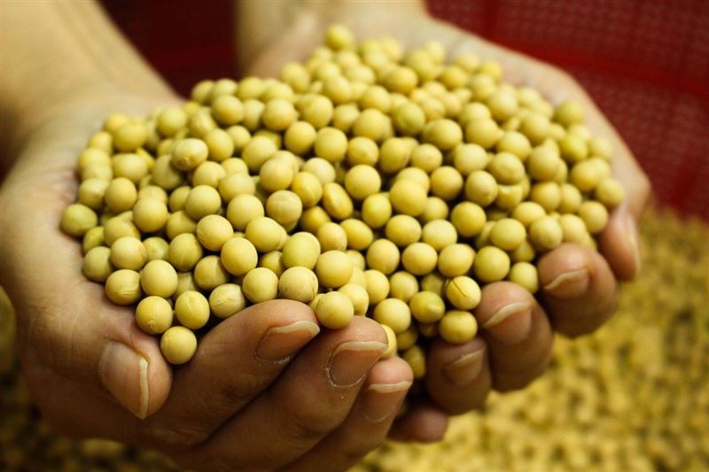黃豆、黑豆、毛豆等大豆常被認為會影響荷爾蒙，導致癌症發生，但營養師表示，根據一項國外研究，大豆反而能降低乳癌風險。（示意圖／PIXABAY）