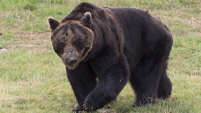 圖為東北棕熊(Ussuri brown bears)。(圖/翻攝自X平台 @crocutamatata)