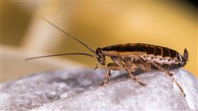 蟑螂。（示意圖／PIXABAY）