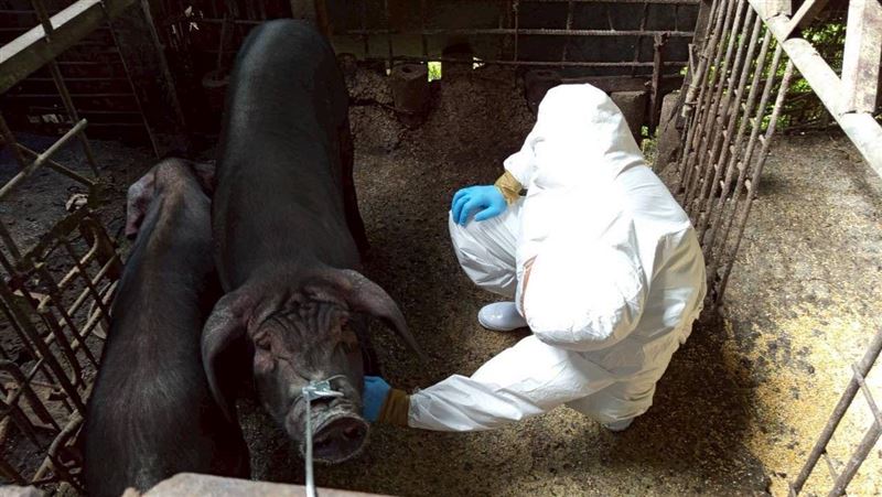 豬瘟獸醫疑雲!「關鍵獸醫」遭傳喚竟神隱