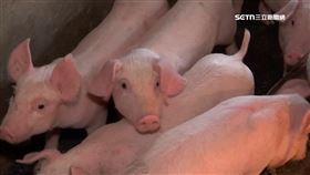 盧媽豬破功1800，非洲豬瘟。