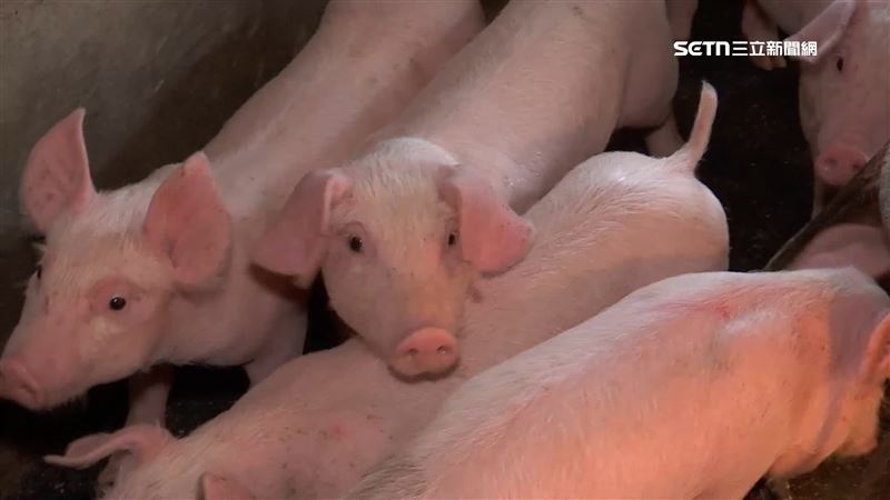 非洲豬瘟掀「吃雞潮」　雞價漲？協會回應