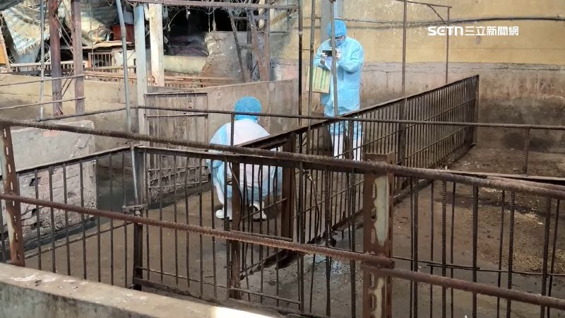 紀姓獸醫師有感而發,在臉書發文指出,事後問該豬農為何不找他,對方回應「你不賣藥,來了又不收錢,我怎麼好意思麻煩你!」(圖/翻攝畫面)