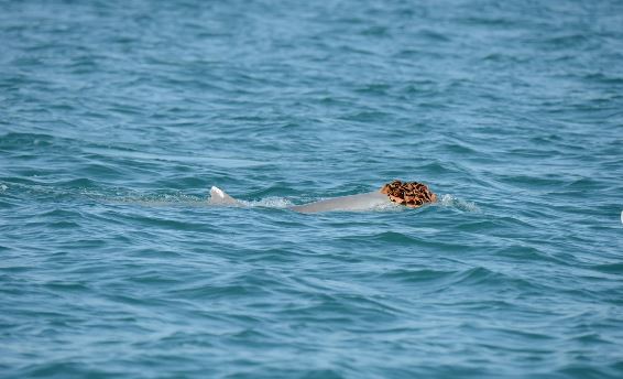 澳洲生物多樣性、保育和景點部分享,雄性澳洲駝背海豚「戴假髮」唱歌求偶。(圖/翻攝自IG @waparkswildlife)