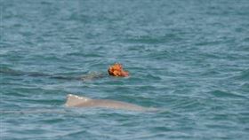 （圖／翻攝自IG @waparkswildlife）