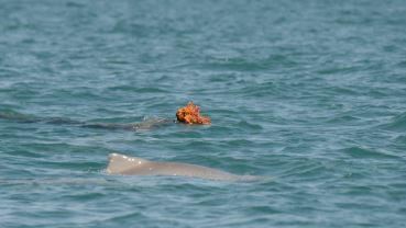 超狂海豚「戴炫假髮」求偶！網嚇：比我猛