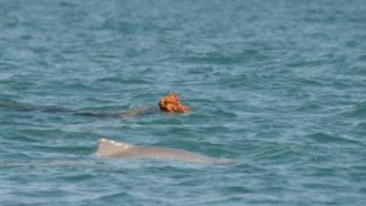 超狂海豚「戴炫假髮」求偶！網嚇：比我猛