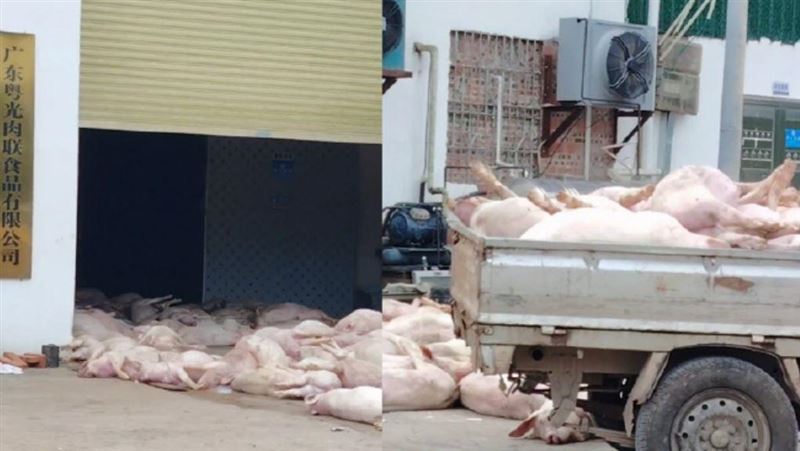 陸食品廠驚見大量死豬堆路邊 驚人畫面曝