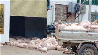 陸食品廠驚見大量死豬堆路邊　驚人畫面曝