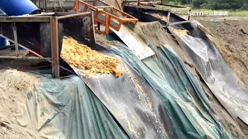 台中市豬場爆發非洲豬瘟案例,廚餘政策引發關注