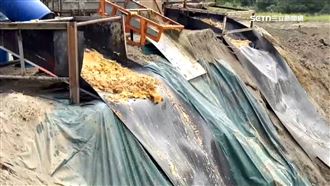 台中廚餘谷 他驚:野豬吃到台灣就完蛋了