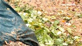 霧峰廚餘湖1200。廚餘湖，台中，非洲豬瘟。