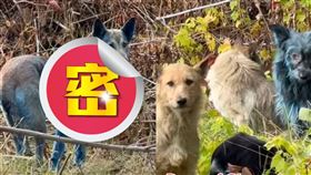 藍色犬（圖／翻攝Instagram「dogsofchernobyl1」）