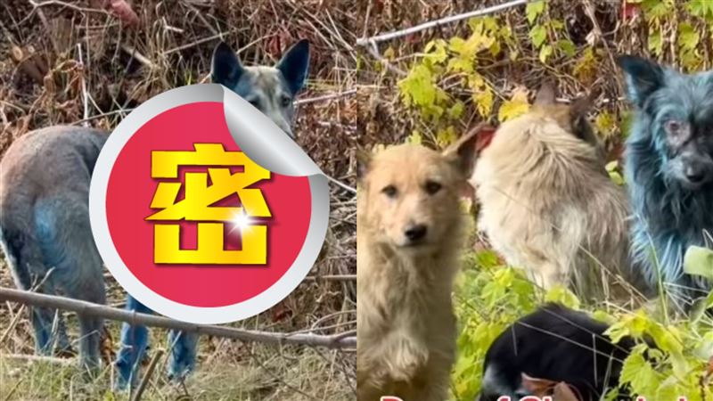 車諾比核電廠驚現藍色犬!專家疑演化加速