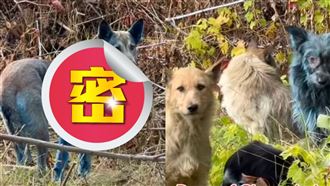 車諾比核電廠驚現藍色犬！專家疑演化加速