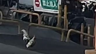 辣妹停車場開戰！被「地雞主」追狂譙兩字