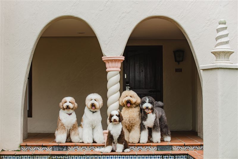 理想大地過年住房方案皆設有毛孩專案,每房最多可攜帶兩隻寵物入住。(圖/飯店旅宿業者提供)