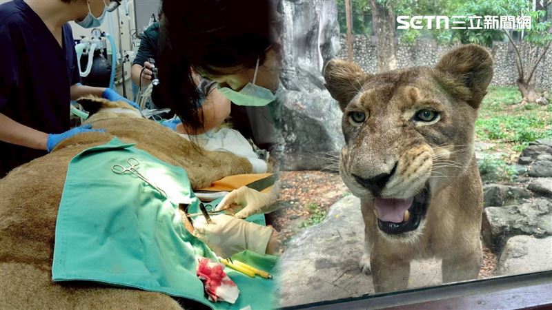 壽山動物園深受大家喜愛的非洲獅「大姊」因癌症離世,閉園前的獅吼成絕響。(圖/翻攝畫面)