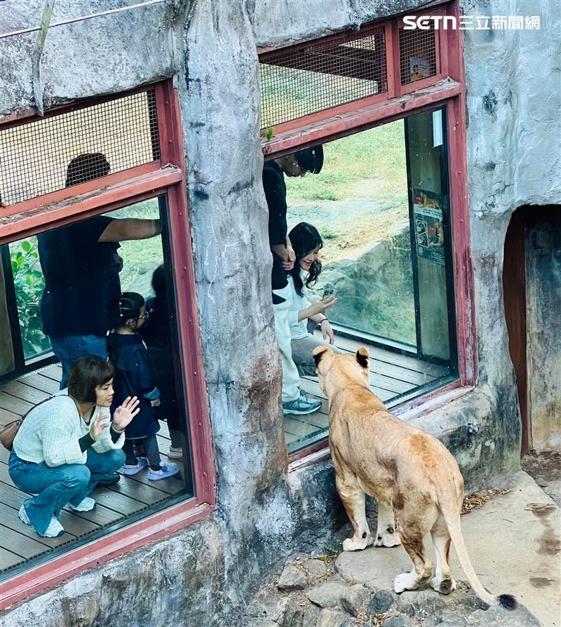 每到閉園前的獅吼聲,就是她與夥伴「小乖」、「二哥」、「小辛」的下班暗號,如今成絕響。(圖/翻攝畫面)