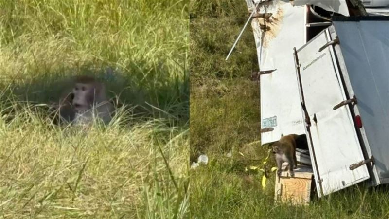 美國一輛載有恆河猴的卡車意外翻覆,車上6隻猴子逃出。(圖/翻攝自X/@MarioNawfal)