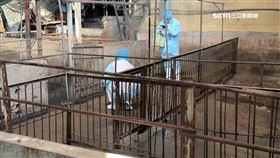  台中豬瘟席捲全國 捉戰犯遭疑推豬農和獸醫