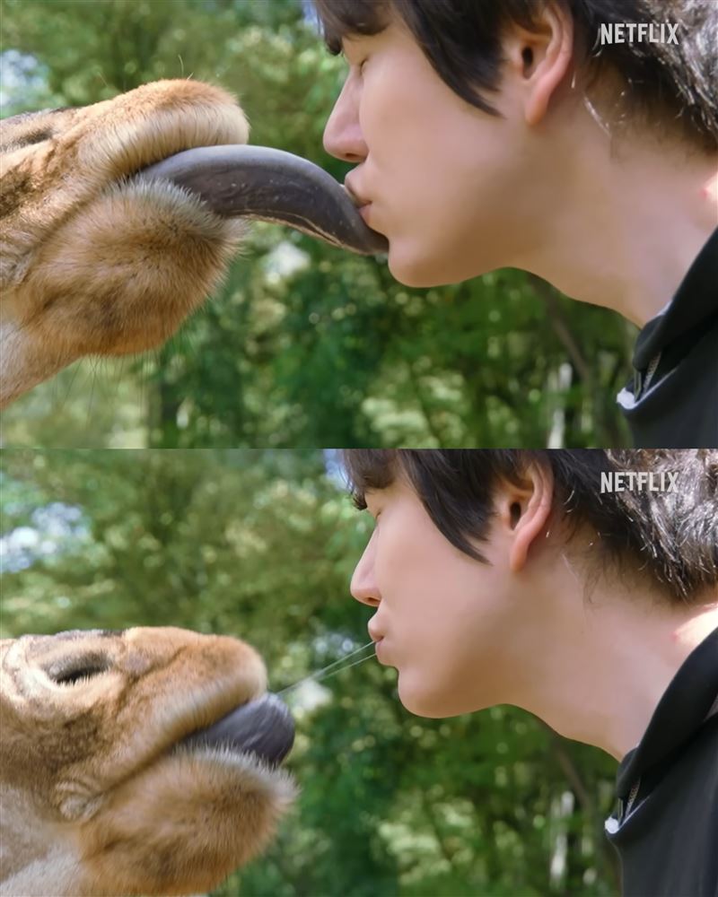 圭賢與長頸鹿舌吻照片曝光,嚇壞大批網友。(圖/翻攝YT @netflixkorea畫面)