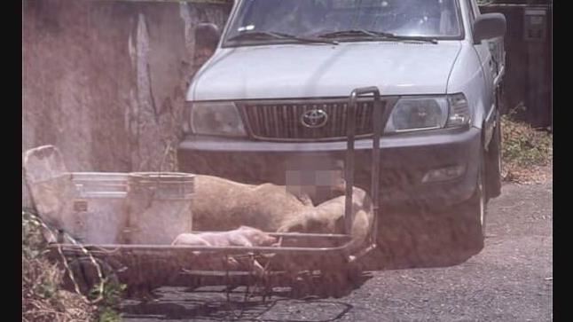 經彰化動防所調查，該張照片裡是在疫情發生之前1個月所拍攝。（圖／翻攝自Threads）