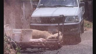 彰化某牧場「3死豬」橫躺！動防所揭真相